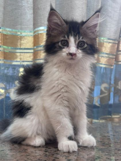 เมนคูน (Maine Coon) แมวเมนคูนแท้