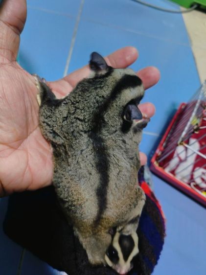 ขายชูการ์ไกลเดอร์ รูปที่ 12