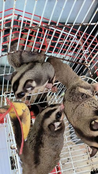 ขายชูการ์ไกลเดอร์