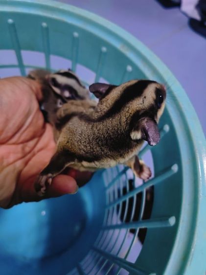 ขายชูการ์ไกลเดอร์ รูปที่ 11