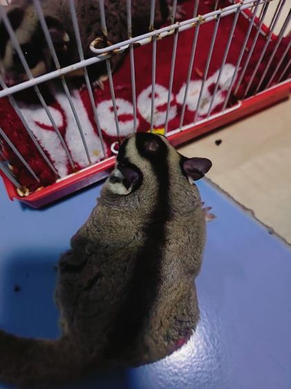 ขายชูการ์ไกลเดอร์ รูปที่ 8