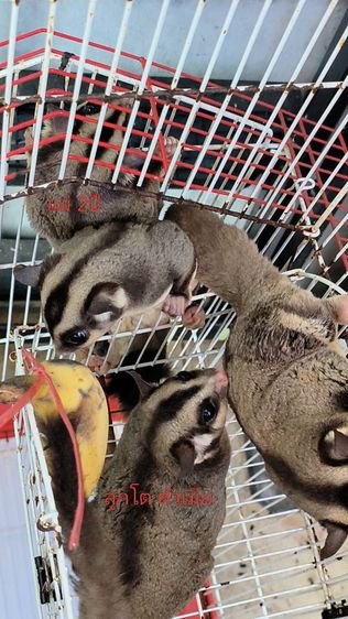 ขายชูการ์ไกลเดอร์ รูปที่ 2