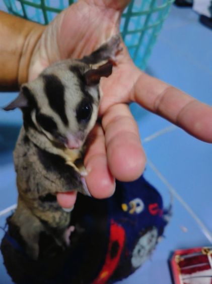 ขายชูการ์ไกลเดอร์ รูปที่ 13