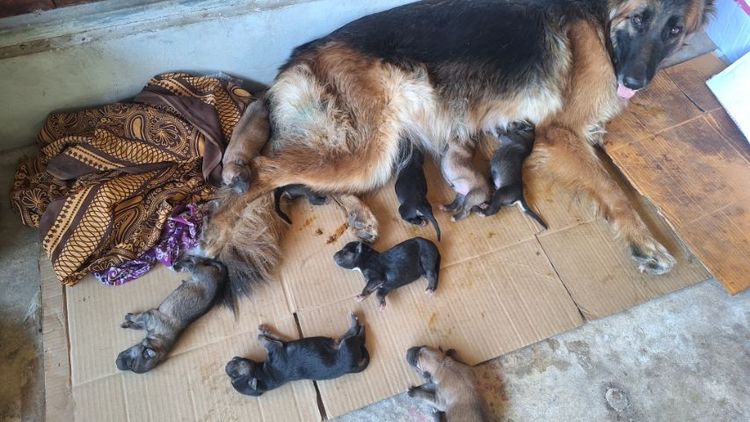 ลูกสุนัข รูปที่ 17