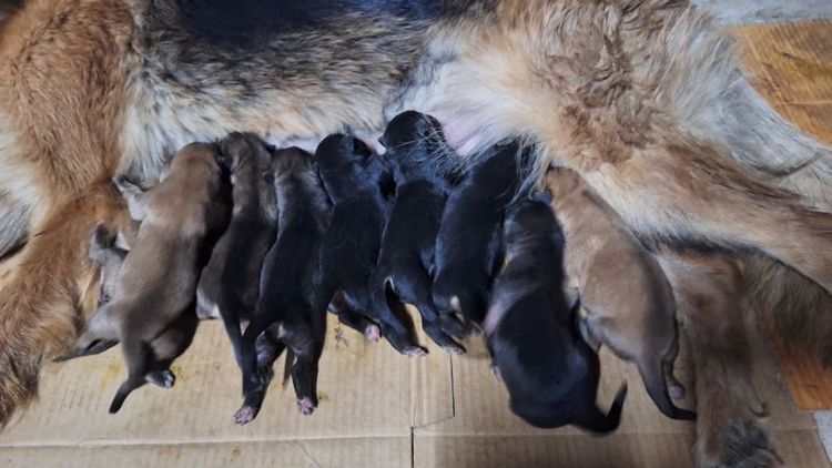 ลูกสุนัข รูปที่ 13