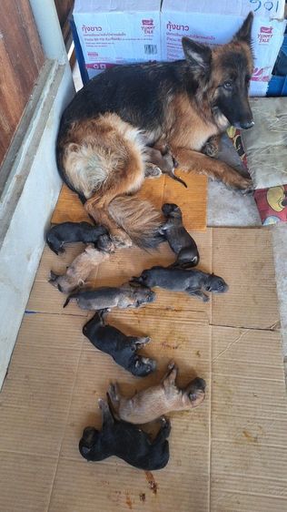 ลูกสุนัข รูปที่ 11