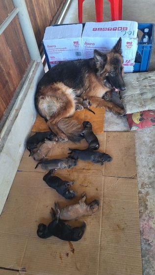 ลูกสุนัข รูปที่ 6