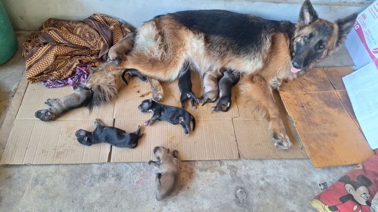 ลูกสุนัข รูปที่ 16