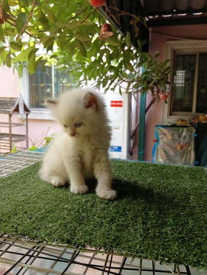 สก็อตติช ขนยาว รูปที่ 2