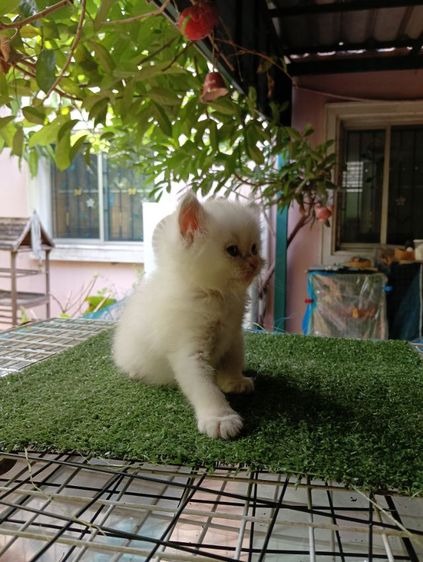 สก็อตติช ขนยาว รูปที่ 7