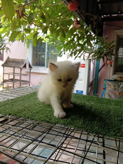 สก็อตติช ขนยาว รูปที่ 6