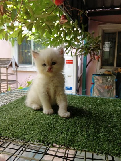 สก็อตติช โฟลด์ (Scottish Fold) สก็อตติช ขนยาว