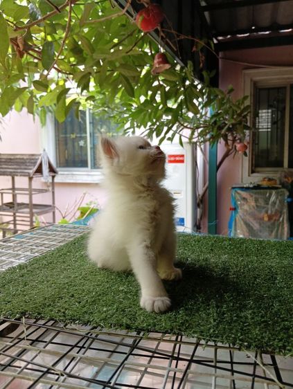 สก็อตติช ขนยาว รูปที่ 4