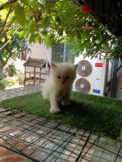 สก็อตติช ขนยาว รูปที่ 9