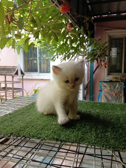 สก็อตติช ขนยาว รูปที่ 3