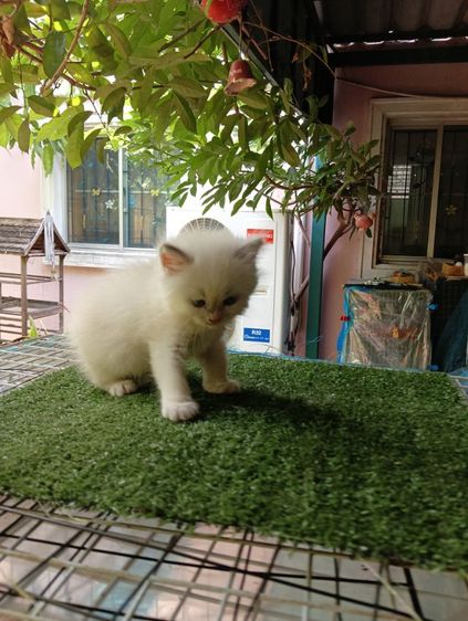 สก็อตติช ขนยาว รูปที่ 8