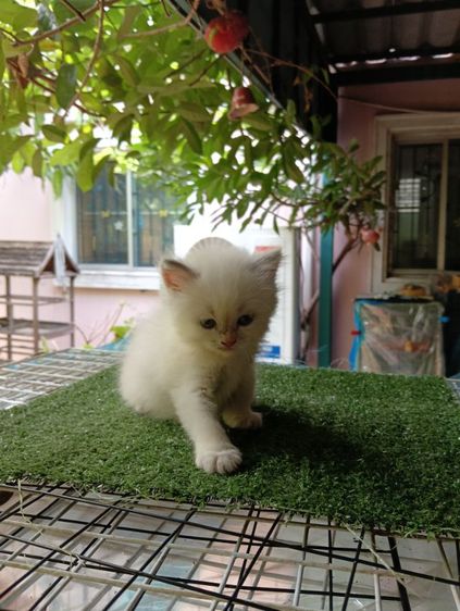 สก็อตติช ขนยาว รูปที่ 5