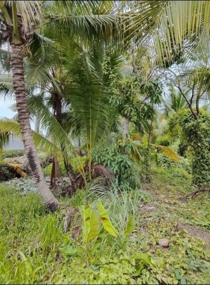 บ้านพร้อมที่ดิน รูปที่ 2