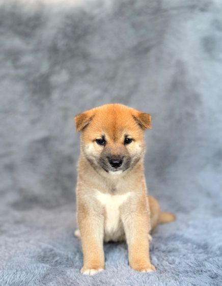 ชิบะ เพศผู้ ลูกแชมป์ ใบเพ็ดเต็มใบ รูปที่ 3