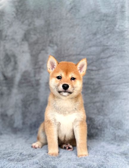 ชิบะ เพศเมีย ลูกแชมป์ ใบเพ็ดเต็มใบ