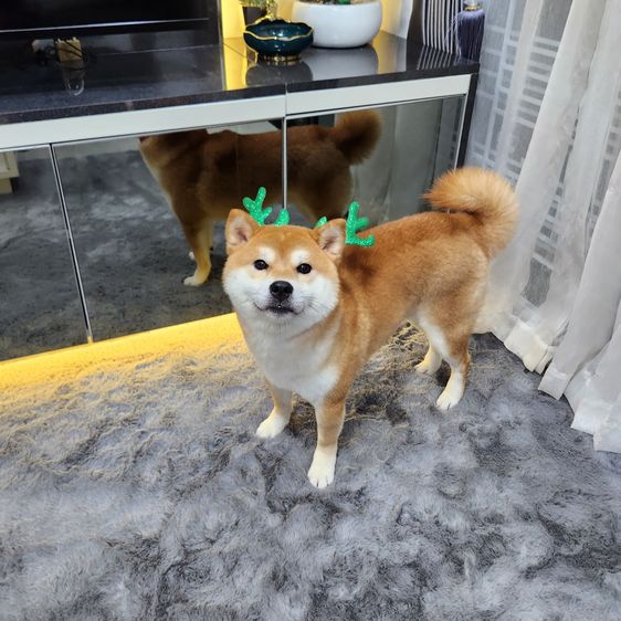 เปิดรับผสมพ่อพันธุ์ชิบะ สีแดง เกรดนำเข้า แชมป์เปี้ยน รูปที่ 5