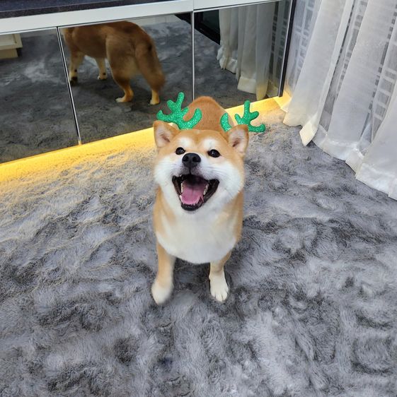 เปิดรับผสมพ่อพันธุ์ชิบะ สีแดง เกรดนำเข้า แชมป์เปี้ยน รูปที่ 3