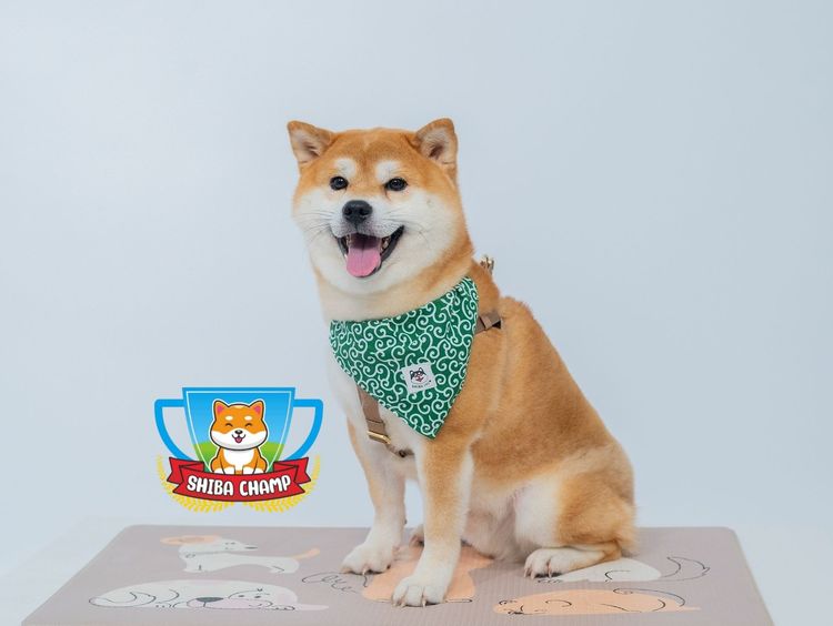 เปิดรับผสมพ่อพันธุ์ชิบะ สีแดง เกรดนำเข้า แชมป์เปี้ยน