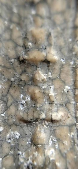 พระสมเด็จ วัดระฆัง บางขุนพรหม วัดเกศไชโย หลวงปู่ภู หลวงปู่นาค รูปที่ 14