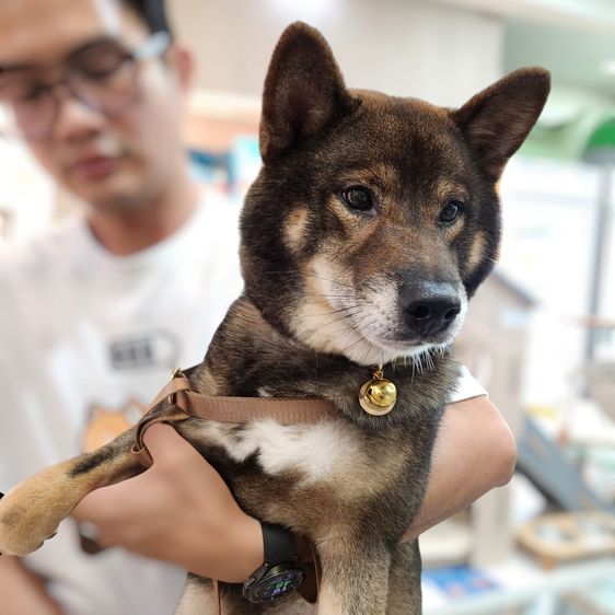 เปิดรับผสมพ่อพันธุ์ชิบะ แชมป์เปี้ยน สีโกมะ นำเข้า มีใบเพ็ดเต็มใบ รูปที่ 4