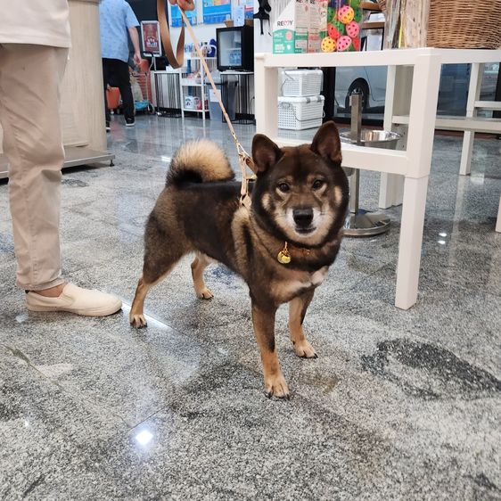 เปิดรับผสมพ่อพันธุ์ชิบะ แชมป์เปี้ยน สีโกมะ นำเข้า มีใบเพ็ดเต็มใบ รูปที่ 2