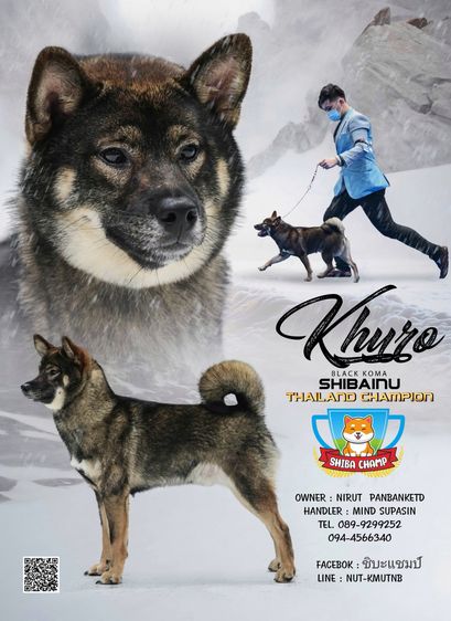 เปิดรับผสมพ่อพันธุ์ชิบะ แชมป์เปี้ยน สีโกมะ นำเข้า มีใบเพ็ดเต็มใบ รูปที่ 5