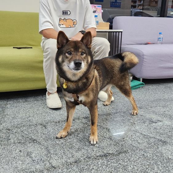 เปิดรับผสมพ่อพันธุ์ชิบะ แชมป์เปี้ยน สีโกมะ นำเข้า มีใบเพ็ดเต็มใบ รูปที่ 3