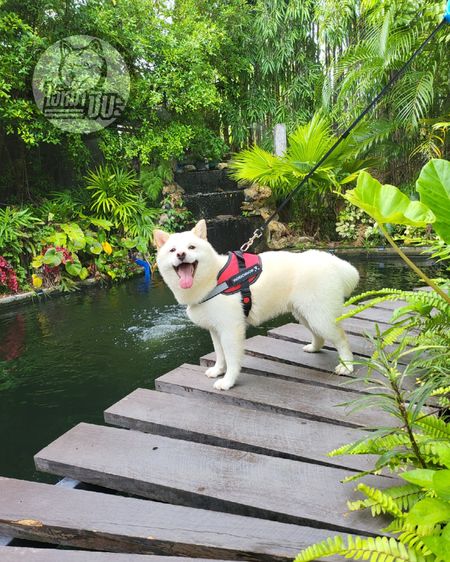 เปิดรับผสมพ่อพันธุ์ชิบะ สีขาว นำเข้า มีใบเพ็ด FCI รูปที่ 6