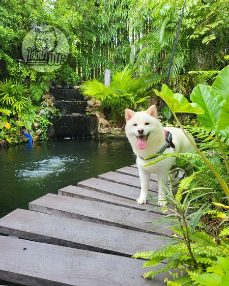 เปิดรับผสมพ่อพันธุ์ชิบะ สีขาว นำเข้า มีใบเพ็ด FCI รูปที่ 2