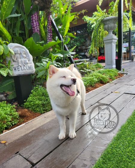 เปิดรับผสมพ่อพันธุ์ชิบะ สีขาว นำเข้า มีใบเพ็ด FCI รูปที่ 8