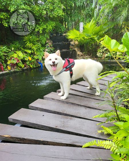 เปิดรับผสมพ่อพันธุ์ชิบะ สีขาว นำเข้า มีใบเพ็ด FCI รูปที่ 5