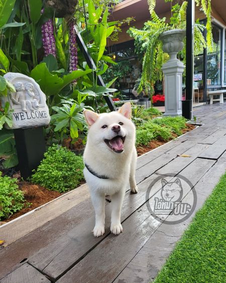 เปิดรับผสมพ่อพันธุ์ชิบะ สีขาว นำเข้า มีใบเพ็ด FCI รูปที่ 7