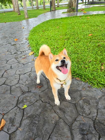 เปิดรับผสมพ่อพันธุ์ชิบะ สีแดง เกรดนำเข้า แชมป์เปี้ยน รูปที่ 2