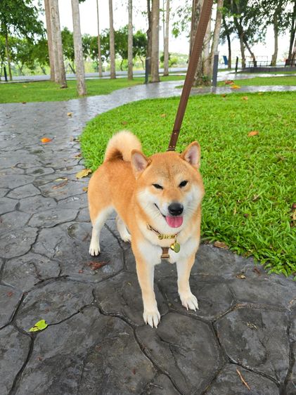 เปิดรับผสมพ่อพันธุ์ชิบะ สีแดง เกรดนำเข้า แชมป์เปี้ยน รูปที่ 4