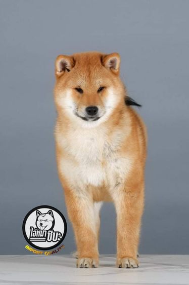 เปิดรับผสมพ่อพันธุ์ชิบะ สีแดง เกรดนำเข้า แชมป์เปี้ยน รูปที่ 7