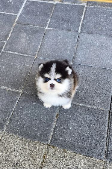 ขายลูกสุนัข Pomsky แท้ นำเข้าจากเกาหลี หน้าหมี น่ารักมาก หายากในไทย รูปที่ 6
