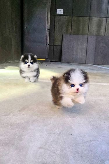 ขายลูกสุนัข Pomsky แท้ นำเข้าจากเกาหลี หน้าหมี น่ารักมาก หายากในไทย