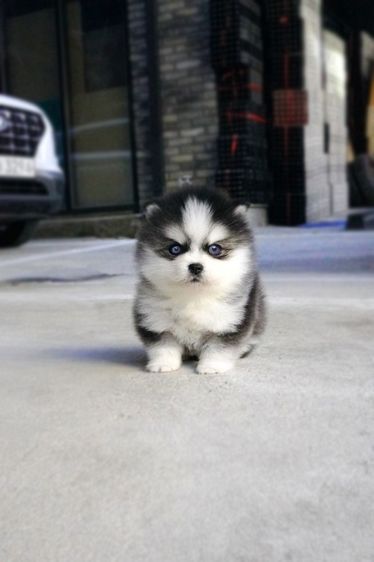 ขายลูกสุนัข Pomsky แท้ นำเข้าจากเกาหลี หน้าหมี น่ารักมาก หายากในไทย รูปที่ 3