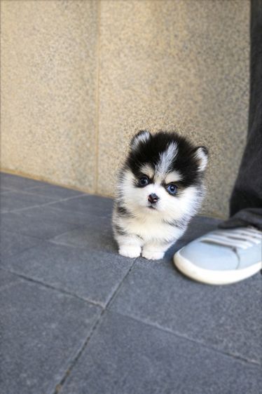ขายลูกสุนัข Pomsky แท้ นำเข้าจากเกาหลี หน้าหมี น่ารักมาก หายากในไทย รูปที่ 8