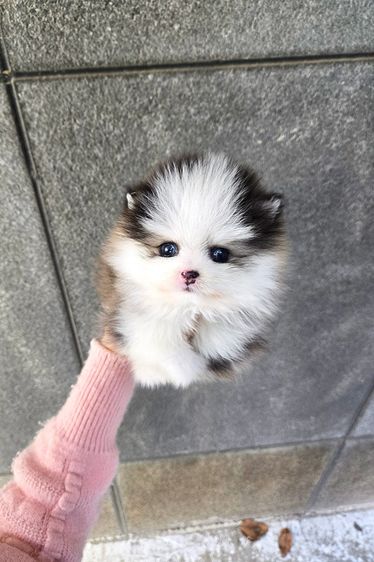 ขายลูกสุนัข Pomsky แท้ นำเข้าจากเกาหลี หน้าหมี น่ารักมาก หายากในไทย รูปที่ 7