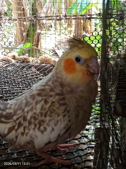 คอกคาเทล ค็อกคาเทลเพศเมีย..นนทบุรี