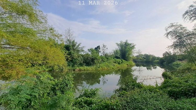 ไม่ใช่ ติดแม่น้ำลี้ติดถนนคอนกรีต น้ำประปาพร้อมล้อมรั้วรอบสวน เจ้าของขายเอง รูปที่ 4