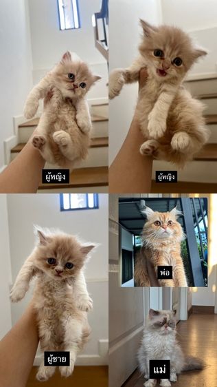 แมวเปอร์เซียแท้ รูปที่ 4