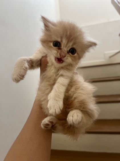 เปอร์เซีย (Persian) แมวเปอร์เซียแท้