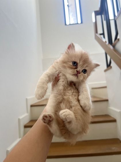 แมวเปอร์เซียแท้ รูปที่ 2